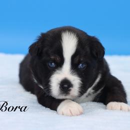 Bora - Black tri male Miniature Australian Shepherd puppy in Weeki Wachee, Florida from Arlington's Mini Aussies