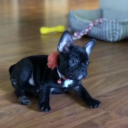Bulldog and French Bulldog Puppies from Fancy Like Bulldogs