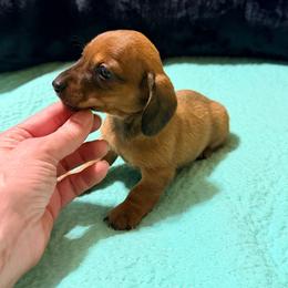 Red - Red male Dachshund puppy in Fayetteville, North Carolina from Army of Dachshunds