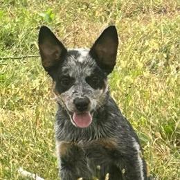 Boy 1 - Blue speckled male Australian Cattle Dog puppy in Iowa from OverTime Cattle Dogs