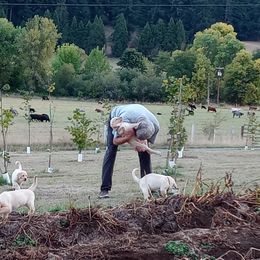 Labrador Retriever Puppies from Taylor Maid Labradors
