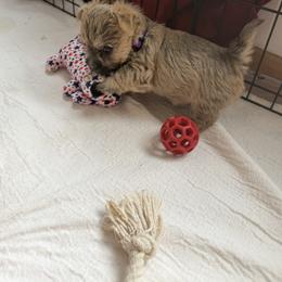 Boy 5 - male Cairn Terrier puppy in Terrebonne, Oregon from Central Oregon Cairn Terriers