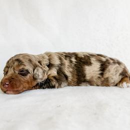 Jolene - Brown merle female Aussiedoodle puppy in Sharpsburg, Georgia from Steindoodles