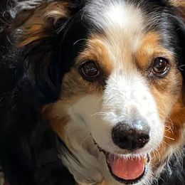 Australian Shepherds from Saratoga Mountain Aussies