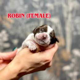 Girl 3 - Brown roan female Cocker Spaniel puppy in Salt Lake City, Utah from Sego Lily Cockers