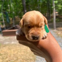 Rusty - Yellow male Labrador Retriever puppy in Carthage, North Carolina from Wicked Pines Retrievers