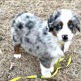 Herbie - Blue merle male Australian Shepherd puppy in Vail, Iowa from Homegrown Huskies