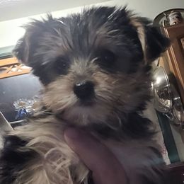 Penny - Black and tan female Yorkshire Terrier puppy in Grafton, West Virginia from Gemstone Kennel