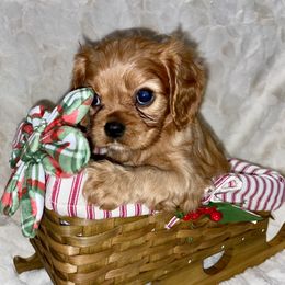 Cavalier King Charles Spaniel Puppies from Cassie’s Cavaliers