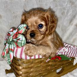 Cavalier King Charles Spaniel Puppies from Cassie’s Cavaliers