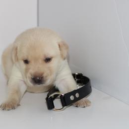 Lance - Yellow male Labrador Retriever puppy in Morrilton, Arkansas from Ancient Dogges Performance Dogs
