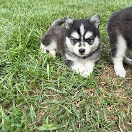 Cinderella - Black and white female Pomsky puppy in Lyons, Nebraska from Goodness Gracious Pomskies