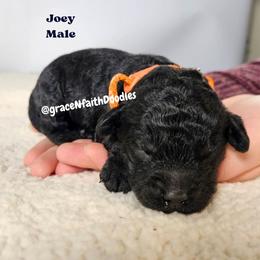 Boy 2 - Black male Goldendoodle puppy in Peytno, Colorado from Grace N Faith Doodles