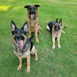German Shepherds from DeGroot Shepherds