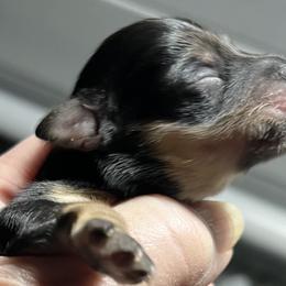 Sadie - Black and silver female Miniature Schnauzer puppy in Port Orchard, Washington from Silver Bells Miniature Schnauzers