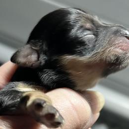 Sadie - Black and silver female Miniature Schnauzer puppy in Port Orchard, Washington from Silver Bells Miniature Schnauzers