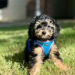 Luxe (Luxury) Black Phantom with tan and white points - Phantom male Goldendoodle puppy in Forney, Texas from Diamond Doodle Pups and Poodles