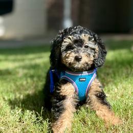 Luxe (Luxury) Black Phantom with tan and white points - Phantom male Goldendoodle puppy in Forney, Texas from Diamond Doodle Pups and Poodles
