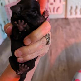 Boy 1 - Black Dachshund puppy in Homosassa, Florida from Foxies Doxies