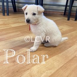 American Eskimo Dog and German Shepherd Puppies from Lone Cone Kennels
