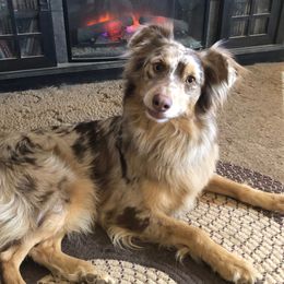Luna - Australian Shepherd
