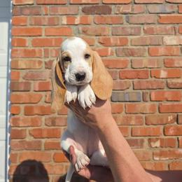 Zevra - Lemon and white female Basset Hound puppy in Bellaire, Ohio from Blessed Bassets