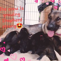 Angel (Sissy) - German Shepherd
