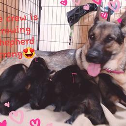 Angel (Sissy) - German Shepherd