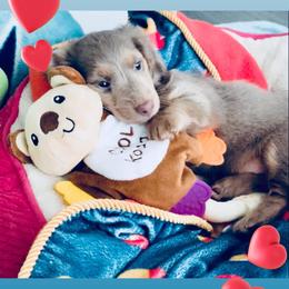 Dachshund Puppies from Meldox