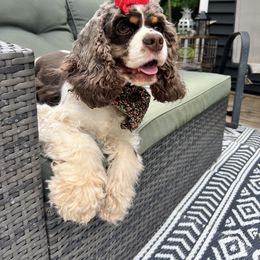Cocker Spaniel Puppies from Bluff Country Cockers