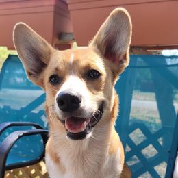 Tater - Pembroke Welsh Corgi