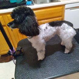 Poodle puppies from Precious Poodle Babies