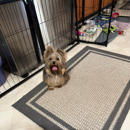 Mr Green Jeans 5 months - Black and gold male Yorkshire Terrier puppy in Lexington, North Carolina from Silver Valley Yorkies