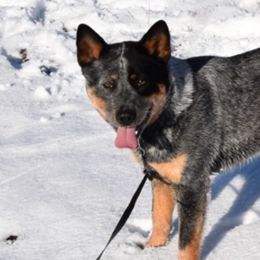 Dutch - Australian Cattle Dog