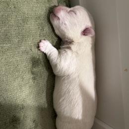 Boy 1 - White male West Highland White Terrier puppy in Loxley, Alabama from Dixieland Westies