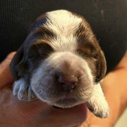 Girl 3 - female Spinone Italiano puppy in Florida from Starfire Leonbergers and Spinone Italiano