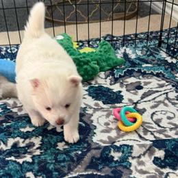 Aurora RORY Grace - White female Pomsky puppy in Fort Collins, Colorado from Pomsky Acres