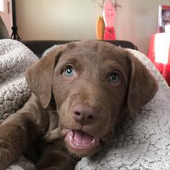 Chesapeake Bay Retriever Puppies from Rebecca's Bay Retrievers