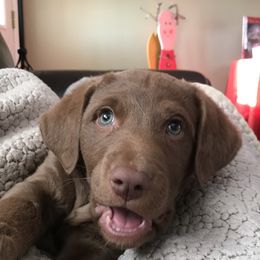 Chesapeake Bay Retriever Puppies from Rebecca's Bay Retrievers