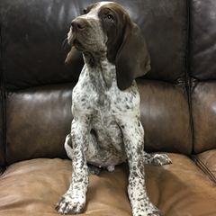 Bracco Italiano Puppies from Bracco Dynasty
