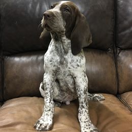 Bracco Italiano Puppies from Bracco Dynasty