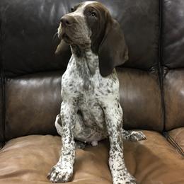 Bracco Italiano Puppies from Bracco Dynasty