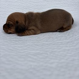 Red male - Red male Dachshund puppy in Brevard, North Carolina from Morgan’s Dachshund’s & Aussies