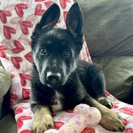 Yellow Girl - Black and tan female German Shepherd puppy in Ashland, Ohio from Peachy Puppies