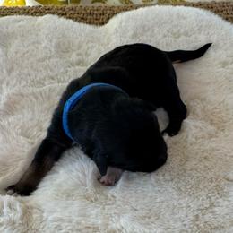 Tank - Black tri-color male Australian Shepherd puppy in Zwingle, Iowa from Homestead Aussies & Doodles