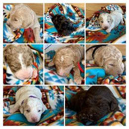 Assorted Doodle Crosses and Goldendoodle Puppies from Dar W Doodles