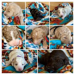 Assorted Doodle Crosses and Goldendoodle Puppies from Dar W Doodles