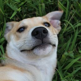 Carolina Dog Puppies from Williams Sweet Carolina