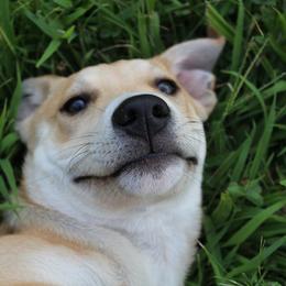 Carolina Dog Puppies from Williams Sweet Carolina