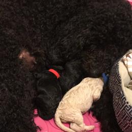 Goldendoodle Puppies from Zeusthemoosedoodles